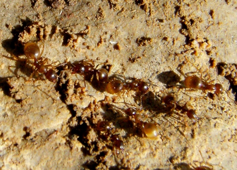 Formiche con addome gonfio: Aphaenogaster subterranea